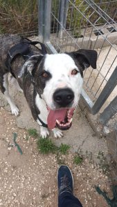 Lee más sobre el artículo LUIGGI EN ADOPCION