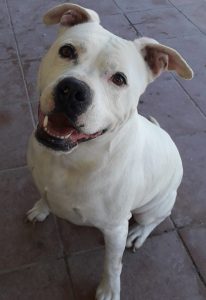 Lee más sobre el artículo LOKI ADOPTADO ❤️❤️❤️