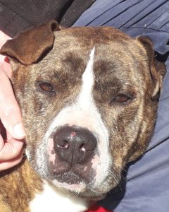 Lee más sobre el artículo TRASGU ( ACOGIDA )