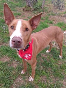 Lee más sobre el artículo NARDO EN ADOPCIÓN