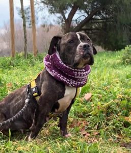 Lee más sobre el artículo TALIZA EN ADOPCION