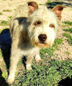 Lee más sobre el artículo TITO ( ADOPTADO)❤️❤️❤️