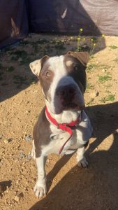 Lee más sobre el artículo CHOCOLATE EN ADOPCION