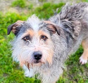 Lee más sobre el artículo DANTE  EN ADOPCION