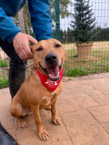 Lee más sobre el artículo EREN EN ADOPCION