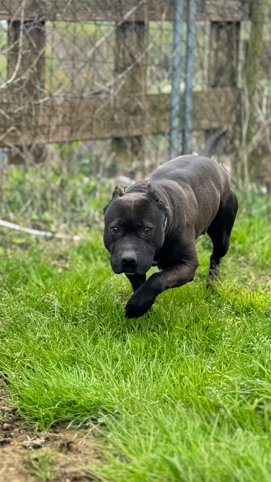 En este momento estás viendo KORA  en Adopción