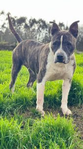 Lee más sobre el artículo NINA EN ADOPCION