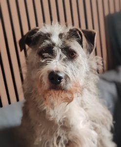 Lee más sobre el artículo DANTE  EN ADOPCION