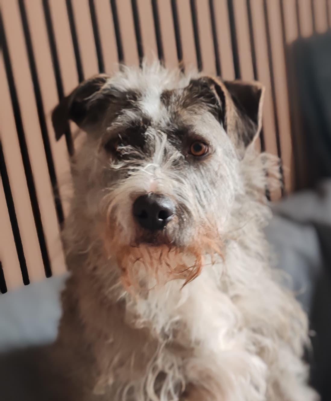 En este momento estás viendo DANTE  EN ADOPCION