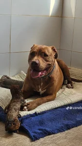 Lee más sobre el artículo COCO