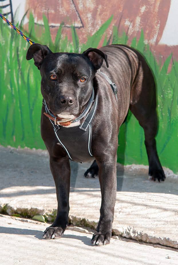 FB_IMG_1775485562229